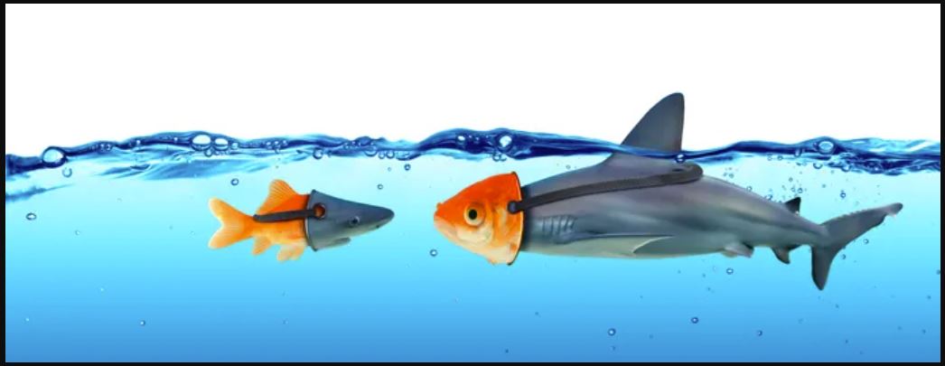 Picture of a shark and a gold fish in water with their head swapped